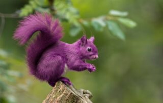 How Nonprofit Executive Recruiters Help Boards Avoid the “Purple Squirrel” Candidate Trap